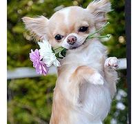 Classic 2000piece Jigsaw Puzzle for Kids: Dog and Flowers Chihuahua Home Decorative Painting 70x100cm