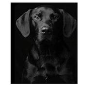 Classic 2000piece puzzle, Black Labrador, suitable for wall art, home decoration, 70x100cm