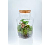 Classic Asparagus Fern And Fittonia Terrarium - Bioactive And Fully Assembled