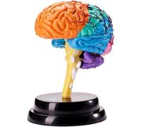 Classic Brain Anatomy Model Detachable Observation Brain Model for Teaching Handmade Removerable Model Human Organ Mode
