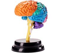 Classic Brain Model Brain Anatomy Model Human Organ Model for Learning Classroom Research Anatomy Human Body Model