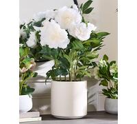 Classic Faux White Peonies in White Flower Vase H71 x Dia46cm Dibor White Medium