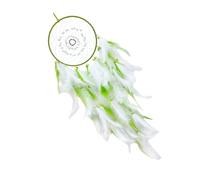 Classic hand-woven dream catcher with beads and feather pendants for decorative hanging on the window or door wall