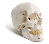Classic Human Skull Model, Life Size (9" Height), Medical Quality - 3 Part - W/Sutures Painted, 54pcs Labeled Numbered; for Medical Student; Shows Most Major Foramen, Fossa, and Canals