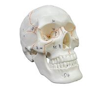 Classic Numbered Human Skull Model Life Size 2 Parts with Sutures Painted 54 Labeled Numbered for Medical Students Human Anatomy Skull Head Anatomy Poster Model