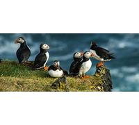Classic Puzzle 1000 Pieces Ocean and Horned Puffin DIY Papery Puzzle Unique Gift Home Decor Style 38x26CM