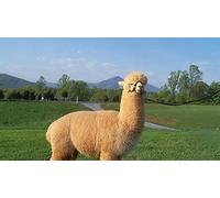 Classic Puzzle, 2000 Pieces, Adults, Children, Elderly, Alpaca on the Grass, Festival, Gift, Modern Home Decoration, Puzzle 70x100CM