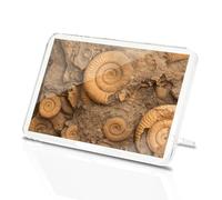 Classic Rectangle Magnet with Stand - Ammonite Fossils Archeology History - Fridge Locker Office Whiteboard Toolbox #50088