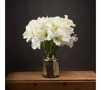 The Recipe Classic White Amaryllis Flower, one size