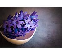 ClassicJP 1000 Piece Jigsaw Jigsaws Hyacinth, Flower, Blue For Adult Friend