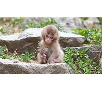ClassicJP 1000 Piece Jigsaw Puzzles Monkey Animal For Adult Gift