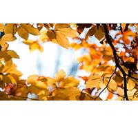 ClassicJP 1000 Piece Jigsaw Puzzles Puzzles Yellow Autumn For Adult Kid