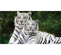 ClassicJP Diy Game 1000Piece Puzzles Puzzle Tiger Animal For Kid Adult Toy Gift Jigsaw