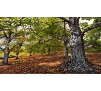 ClassicJP Diy Jigsaw Puzzle Forest Old Trees Leaves Home Decoration For Adult Child 1000 Piece