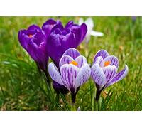 ClassicJP Jigsaw Jigsaws 1000 Piece Purple Flowers For Adult Friend