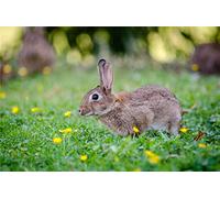 ClassicJP Jigsaw Puzzle 1000 Piece For Adults Close Up Photography Of Brown Rabbit For Friend Kid Family Birthday Gift