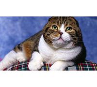 ClassicJP Jigsaw Puzzles Grown Ups Puzzle 1000 Piece Scottish Fold Cat Photo Shoot For Adult Children