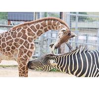 ClassicJP Jigsaws Puzzles 1000 Piece Giraffe And Zebra Animal For Adult