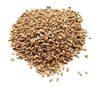 Cleaned & Graded Wheat Grains | Filler for Heat Packs, Craft & Sewing Projects | Regeneratively Grown at Brow Farm, Lancashire (10 kg)