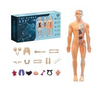 Clear 3D Human Body Structure Model Kit,Transparent DIY Detachable Anatomy Figure,Removable Organs Muscles,6+ Years Old Science Toy for Halloween Christmas Students Teachers Kids (Translucent)