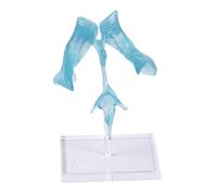 Clear Anatomical Ventricle Display Acrylic Stand for Medicals Teaching and Research Detailed Anatomical Model Model