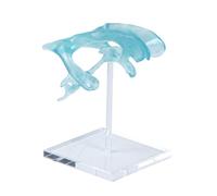 Clear Anatomical Ventricle Display Acrylic Stand for Medicals Teaching and Research Detailed Anatomical Model Brains Model