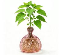 Clear Avocado Tree Growing Vases, Cultivation Glass for Avocados and Chestnuts, Glass Avocado Tree Flower Vases, Hydroponic Glass Vase for Flowers, for Decoration, Wedding, Table, Living Room, Coffee