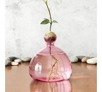 Clear Avocado Tree Growing Vases, Cultivation Glass for Avocados and Chestnuts, Glass Avocado Tree Flower Vases, Hydroponic Glass Vase for Flowers, for Decoration, Wedding, Table, Living Room, Coffee