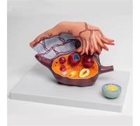 Clear Blood Vessels Uterine Anatomy Model, Female Ovaries Anatomical Model, Follicles at Different Stages, Follicle Development Fallopian Tube Organ Model, for Medical Teaching Study Tool