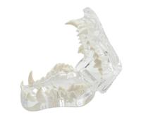 Clear Dog Dental Model, Transparent Canine Jaw Educational Display, Anatomical Teeth Demonstration Tool