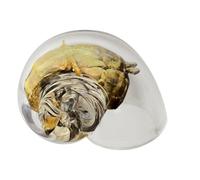 Clear Hermit Crab Shells - Hermit Crab Habitat,Large Clear Glass Conch Ornaments for Reptiles Crustaceans Fish Spiral Tank Aquarium Terrarium Decor