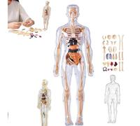 Clear Human Body Structure Model,29 Piece 3d Anatomy Figure Kit,Diy Assembled Human Torso Organ Model,Removable Organs Bones Assembly Model,A Pcs
