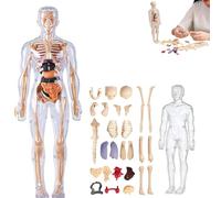 Clear Human Body Structure Model, 29 Piece 3d Anatomy Figure Kit - Removable Organs, Bones, Diy Assembled Human Torso Organ Model, With Instruction Manual, For Students, Teachers (Full Transparency)