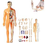 Clear Human Body Structure Model, 29 Piece 3D Anatomy Figure Kit with Instruction Guide,for Studying Educational Human Skeleton and Organ Model.(Translucent,1PC)