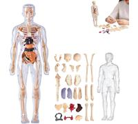 Clear Human Body Structure Model, 29 Piece 3D Anatomy Figure Kit with Instruction Guide,for Studying Educational Human Skeleton and Organ Model.(Clear,1PC)