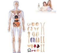 Clear Human Body Structure Model, 29 Piece 3D Anatomy Figure Kit with Removable Organs and Bones, DIY Assembled Human Torso Anatomy Model for Students and Teachers
