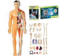 Clear Human Body Structure Model, 29 Piece 3D Anatomy Kit, DIY Assembled Human Torso Organ Model, with Removable Organs & Bones, for Students and Classroom (Translucent)