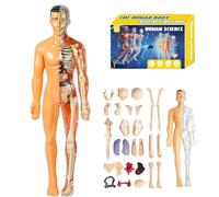 Clear Human Body Structure Model, 29-Piece 3D Anatomy Kit with Removable Organs & Bones,DIY Assembled Human Torso Organ Model For Learning Anatomy (Translucent)