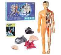 Clear Human Body Structure Model, 29 Piece 3D Anatomy Model Kit, DIY Assembled Human Torso Organ Figure, Removable Organs Bones Assembly Models, Visual Teaching Aids for Anatomy's(Translucent)
