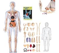 Clear Human Body Structure Model, 29 Piece Anatomy Figure 3d Anatomy Kit, Diy Assembled Human Torso Organ Model, Removable Organs Bones Assembly Model, For Anatomy's