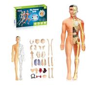 Clear Human Body Structure Model, 29 Piece Anatomy Figure 3D Anatomy Kit, Real-Scale Three-Dimensional Model, Visual Teaching Aids, For Students and Teachers (Half-transparent)