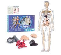 Clear Human Body Structure Model, 29 Piece Anatomy Figure 3D Anatomy Kit, Real-Scale Three-Dimensional Model for Middle Schools, Colleges and Medical Schools as Visual Teaching Aids