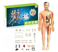 Clear Human Body Structure Model, 29-Piece Transparent 3D Anatomy Kit with Removable Organs & Bones, DIY Assembled Human Torso for Educational Purpose (Semi-transparent Full Body Skeleton)