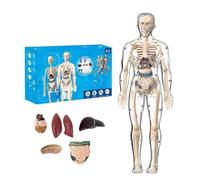 Clear Human Body Structure Model, 29-Piece Transparent 3D Anatomy Kit with Removable Organs & Bones, DIY Assembled Human Torso for Educational Purpose (Transparent Full Body Skeleton)