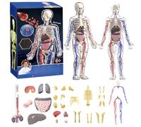 Clear Human Body Structure Model, 29-Piece Transparent 3D Anatomy Kit with Removable Organs & Bones, DIY Assembled Human Torso for Educational Purpose (Full Body Skeleton)