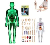 Clear Human Body Structure Model, 29 Piece Transparent 3D Human Body Model Removable Organs, Bones, DIY Assembled Humans Torso Organ Models For Anatomy's (Luminous)