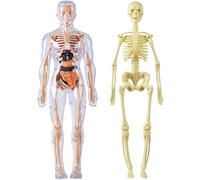 Clear Human Body Structure Model, 29-Piece Transparent Human Body Model Kit with Removable Organs & Bones, 3D Anatomy Educational Tool