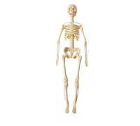 Clear Human Body Structure Model,3D Human Body,Skeleton Model Kits with Instruction Guide 29 Piece Anatomy Figure Kit, DIY Assembled Human Torso Organ Removable Organs Bones Assembly (#C)