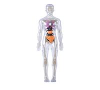 Clear Human Body Structure Model,3D Human Body,Skeleton Model Kits with Instruction Guide 29 Piece Anatomy Figure Kit, DIY Assembled Human Torso Organ Removable Organs Bones Assembly (#B)