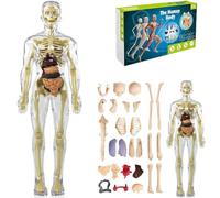 Clear Human Body Structure Model,3D Human Body Torso Model for Kid Anatomy Model Skeleton,Transparent Skeleton DIY Toy,Educational Science Kit with Removable Organs Bones,Gifts For Kids Age 8-12 (A)